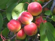Fruit